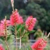 Callistemon Candy Burst -GARDEN Shop apo candy burst callsitemon bush flowering