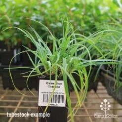 Carex Blue Cascade 8 Carex Blue Cascade -GARDEN Shop apo carex blue tubestock