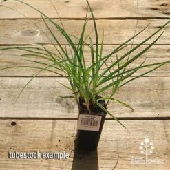 Carex Blue Cascade 11 Carex Blue Cascade -GARDEN Shop apo carex blue tubestock top