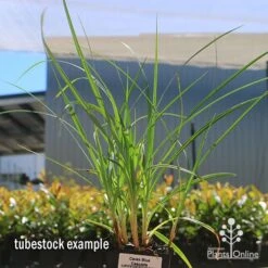 Carex Blue Cascade 10 Carex Blue Cascade -GARDEN Shop apo carex blue tubestock 1