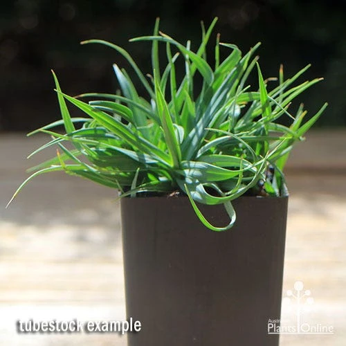 Carex Blue Wave 2 Carex Blue Wave - Image 2