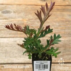 Grevillea Carpet Layer -GARDEN Shop apo carpet layer grevillea tubestock