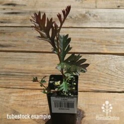 Grevillea Carpet Layer -GARDEN Shop apo carpet layer tubestock