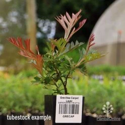 Grevillea Carpet Layer -GARDEN Shop apo carpet layer tubestock 1