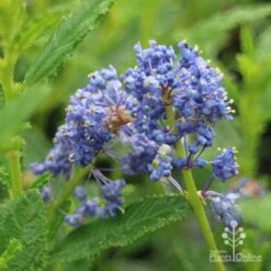 Ceanothus Blue Pacific - Californian Lilac -GARDEN Shop apo ceanothus blue pacific close