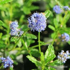 Ceanothus Blue Pacific - Californian Lilac -GARDEN Shop apo ceanothus blue pacific flowers