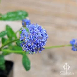 Ceanothus Blue Pacific - Californian Lilac -GARDEN Shop apo ceanothus flowers close2