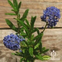 Ceanothus Blue Pacific - Californian Lilac -GARDEN Shop apo ceanothus flowers closeup