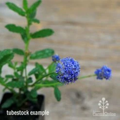 Ceanothus Blue Pacific - Californian Lilac -GARDEN Shop apo ceanothus tubestock in flower2