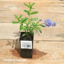 GARDEN Shop -GARDEN Shop apo ceanothus tubestock in flowr