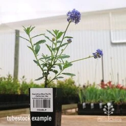 Ceanothus Blue Pacific - Californian Lilac -GARDEN Shop apo ceanothus tubestock side