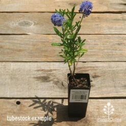 Ceanothus Blue Pacific - Californian Lilac -GARDEN Shop apo ceanothus tubestock tall