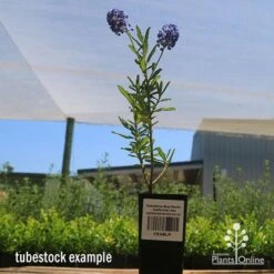 Ceanothus Blue Pacific - Californian Lilac -GARDEN Shop apo ceanothus tubestock tall2