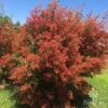 Ceratopetalum Alberys Red - Christmas Bush -GARDEN Shop apo ceratopetalum alberys red flowering