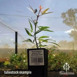 Ceratopetalum Alberys Red - Christmas Bush -GARDEN Shop apo ceratopetalum tubestock