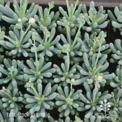 Senecio Chalk Sticks - Succulent 16 Senecio Chalk Sticks - Succulent -GARDEN Shop apo chalk sticks dwarf plug plants