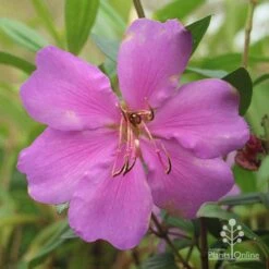 Tibouchina Chameleon 19 Tibouchina Chameleon -GARDEN Shop apo chameleon dark pink