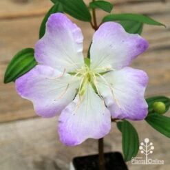 Tibouchina Chameleon 15 Tibouchina Chameleon -GARDEN Shop apo chameleon flower open