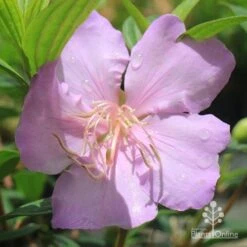 Tibouchina Chameleon 23 Tibouchina Chameleon -GARDEN Shop apo chameleon pink