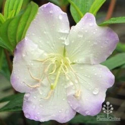 Tibouchina Chameleon 22 Tibouchina Chameleon -GARDEN Shop apo chameleon tibouchina close