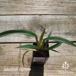 Dianella Cherry Red -GARDEN Shop apo cherry red tubestock top