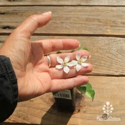 Choisya - Mexican Orange Blossom -GARDEN Shop apo choisya flower size