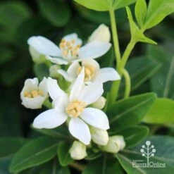 Choisya - Mexican Orange Blossom -GARDEN Shop apo choisya flowers