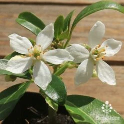 Choisya - Mexican Orange Blossom -GARDEN Shop apo choisya flowers up close