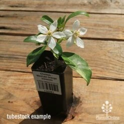 Choisya - Mexican Orange Blossom -GARDEN Shop apo choisya mock orange tubestock