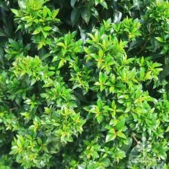 Syzygium Bush Christmas - Lilly Pilly -GARDEN Shop apo christmas bush syzygium foliage