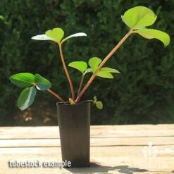 Hellebore Cinnamon Snow - Winter Rose -GARDEN Shop apo cinnamon snow hellebore tubestock