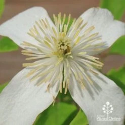Clematis Montana Alba -GARDEN Shop apo clematis alba flower centre