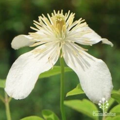 Clematis Montana Alba -GARDEN Shop apo clematis alba flower closeup