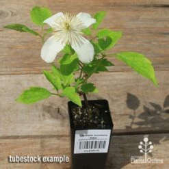 Clematis Montana Alba -GARDEN Shop apo clematis alba tubestock flowering