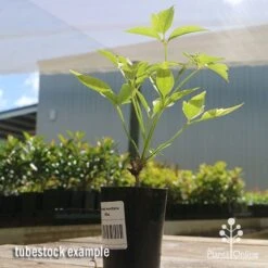 Clematis Montana Alba -GARDEN Shop apo clematis white tubestock