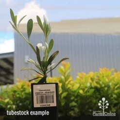 Convolvulus Cneorum - Silverbush -GARDEN Shop apo cneorum tubestock