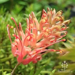 Grevillea Coconut Ice