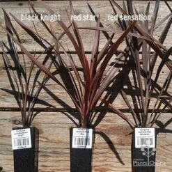 Cordyline Australis Red Sensation -GARDEN Shop apo cordyline australis comparison 1 1