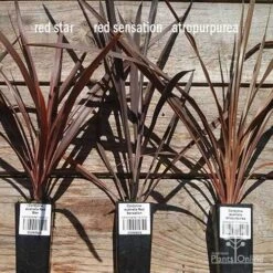 Cordyline Australis Red Sensation -GARDEN Shop apo cordyline australis comparison 2 1