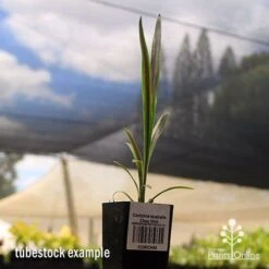 Cordyline Australis Choc Mint 6 Cordyline Australis Choc Mint -GARDEN Shop apo cordyline choc mint tubestock