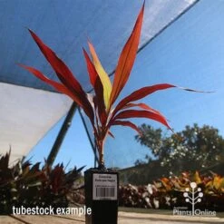 Cordyline Fruticosa Negra -GARDEN Shop apo cordyline negra tubestock blue sky