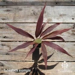 Cordyline Fruticosa Negra -GARDEN Shop apo cordyline negra tubestock top