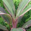 Cordyline Fruticosa Pink Diamond 37 Cordyline Fruticosa Pink Diamond -GARDEN Shop apo cordyline pink diamond leaf stripes