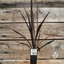 Cordyline Australis Red Sensation -GARDEN Shop apo cordyline red sensation tubestock