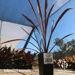 Cordyline Australis Red Sensation -GARDEN Shop apo cordyline red sensation tubestock nursery