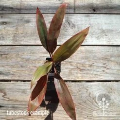 Cordyline Fruticosa Tangelo 27 Cordyline Fruticosa Tangelo -GARDEN Shop apo cordyline tangelo tubestock top