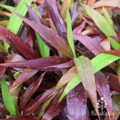 Cordyline Fruticosa Negra -GARDEN Shop apo cordylne negra colours