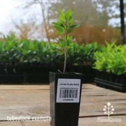 Correa Dusky Bells 17 Correa Dusky Bells -GARDEN Shop apo correa dusky bells tubestock