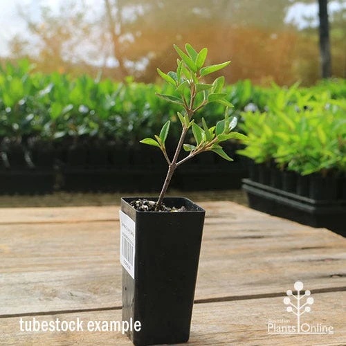 Correa Dusky Bells 8 Correa Dusky Bells - Image 8