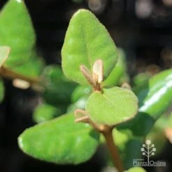 Correa Marian's Marvel 26 Correa Marian's Marvel -GARDEN Shop apo correa marians marvel foliage